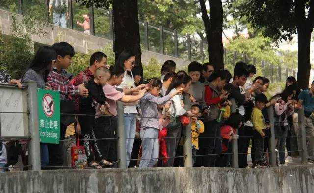 游客每天狂喂100公斤食物 遼寧動物園棕熊慘遭拉肚子