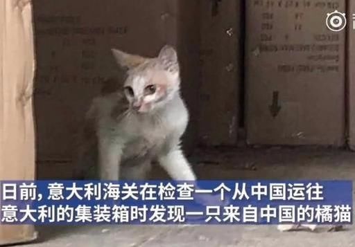 中國橘貓被誤關集裝箱運到米蘭 帶你去一場說走就走的旅行