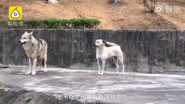 動物園里以狗充狼 網友直呼：能不能不要再欺騙我們的感情了
