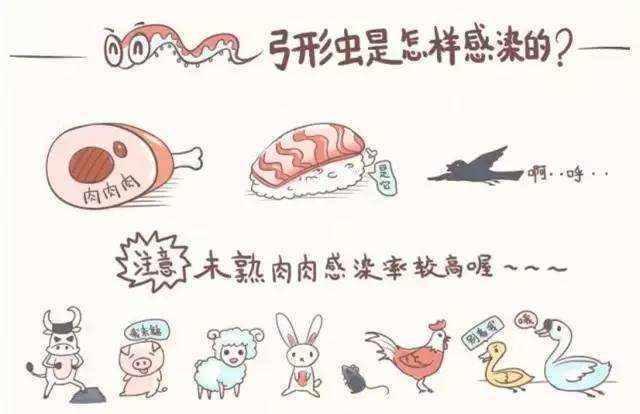 懷孕就把寵物送走？飼養寵物會影響孕婦和胎兒？真正影響的不是寵物而是這些