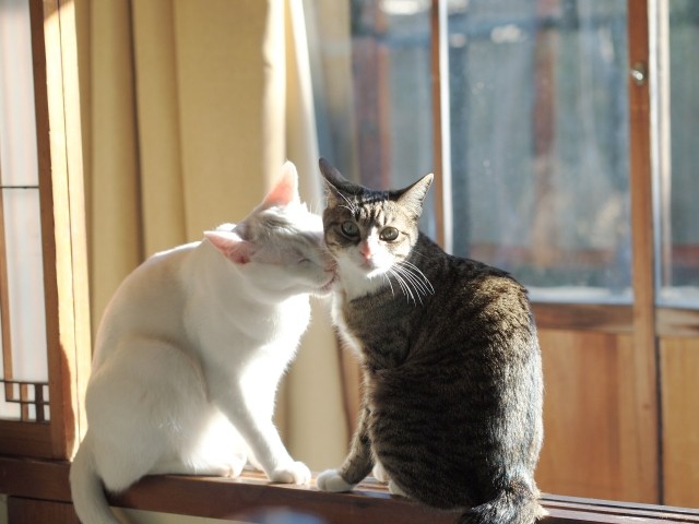 端午出去玩 留主子在家 飼料貓砂多放就沒事？獸醫4點建議：千萬別