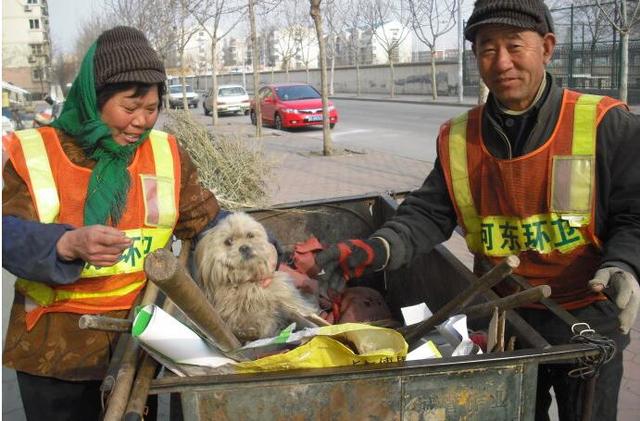 城市最美清潔工遇到流浪小動物會發生一些什么樣的故事呢？
