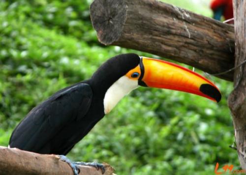 如果你找到這些生物那你就發達了!10種地球上最貴的動物（下）