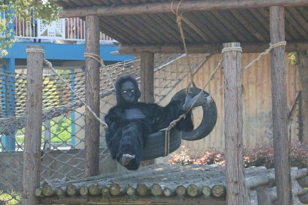 動物園里以<a href=/zhonglei/gou/ target=_blank class=infotextkey>狗</a>充狼 網友直呼：能不能不要再欺騙我們的感情了