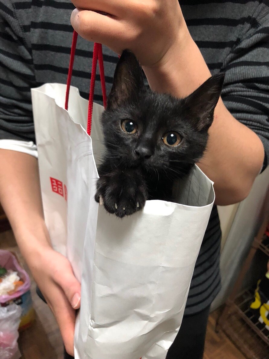 端午出去玩 留主子在家 飼料貓砂多放就沒事？獸醫4點建議：千萬別