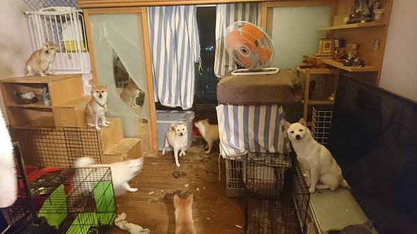 住戶養了20只沒有做絕育的狗狗 半夜狗叫聲惹鄰居崩潰 被投訴