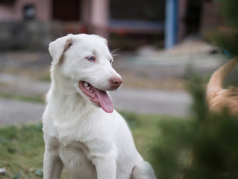 白化犬是什么樣子的？ 下面幾個關于白化犬的有趣事實