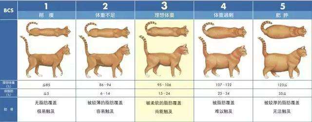 研究發現狗狗會胖和主人脫不了關系 不要再覺得胖胖的很可愛了