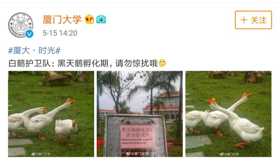 各大名校的“校寵”們 馬上高考的你們有沒有你心儀的學校類
