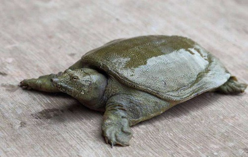 世界上最奇怪的7種稀有動物 其中3種來自中國 真實存在的