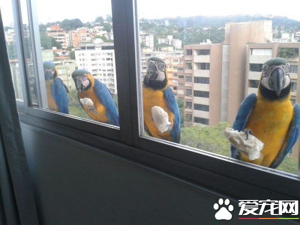 窗外的小訪客有哪些呢？ 一起來看外國友人的鳥朋友