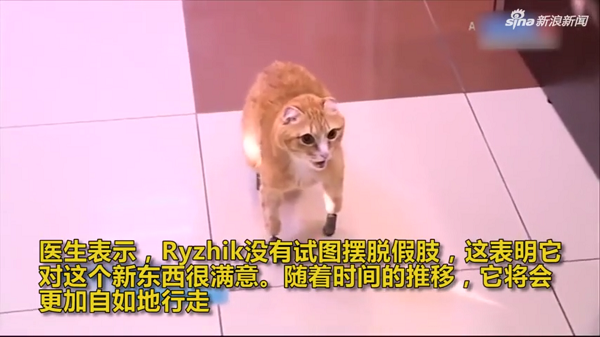 因變殘疾而被主人拋棄 還好現在的高科技又使它們“重獲新生”