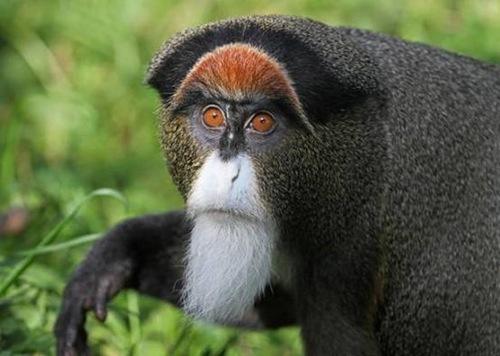 如果你找到這些生物那你就發達了!10種地球上最貴的動物（下）