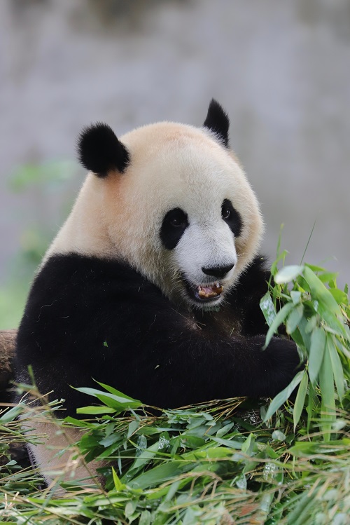 在你眼里素食動物是什么樣子的 素食動物也吃肉 你敢想象嗎？