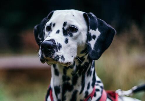 狗狗也會缺乏牛磺酸？ 犬類缺乏牛磺酸癥狀與治療方法