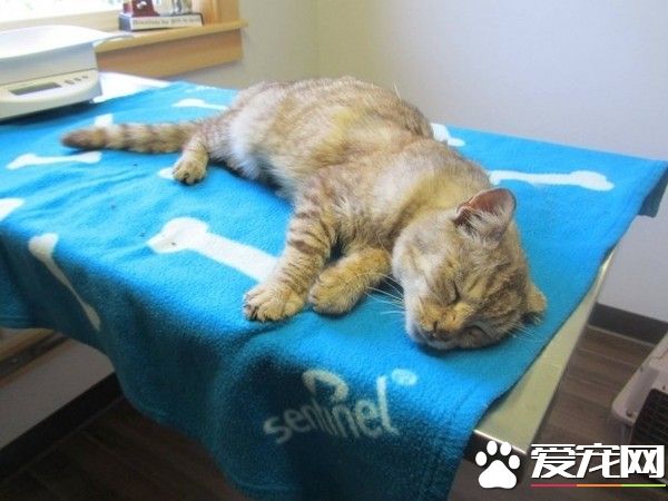 暴風雪失蹤貓咪 19個月后自己回到家