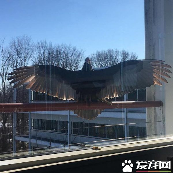 窗外的小訪客有哪些呢？ 一起來看外國友人的鳥朋友