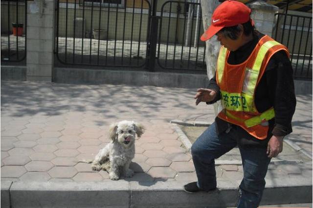 城市最美清潔工遇到流浪小動物會發生一些什么樣的故事呢？