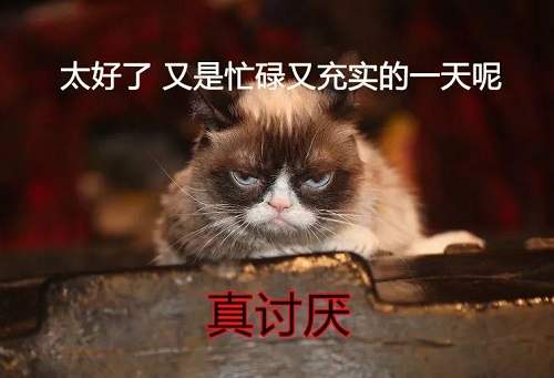 貓界網紅“不爽貓” 曾帶給我們無限搞笑的它去世了
