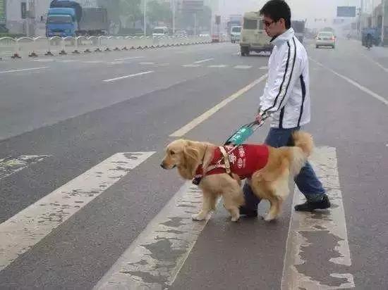 導盲犬：其實我也想做一只被人類寵愛的狗狗 但是我有更偉大的使命
