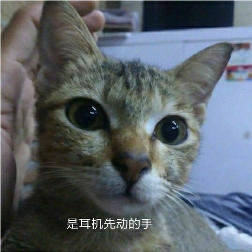 小貓咬壞主人耳機卻賠給主人一條小蛇 驚呆了