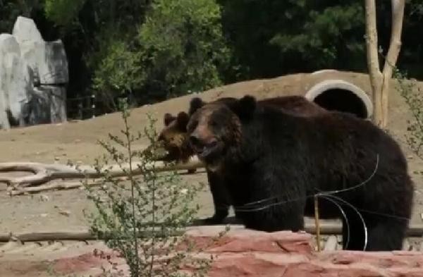 游客每天狂喂100公斤食物 <a href=/xinwen/liaoning/ target=_blank class=infotextkey>遼寧</a>動物園棕熊慘遭拉肚子