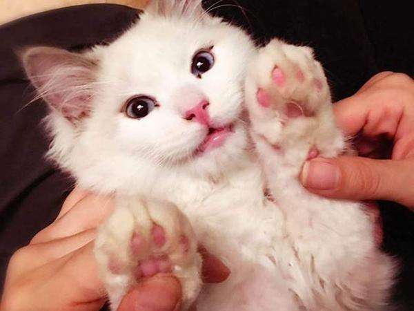 懷孕就把寵物送走？飼養寵物會影響孕婦和胎兒？真正影響的不是寵物而是這些