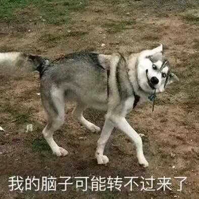 動物園里以狗充狼 網友直呼：能不能不要再欺騙我們的感情了