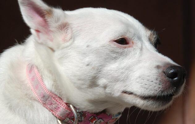 白化犬是什么樣子的？ 下面幾個關于白化犬的有趣事實
