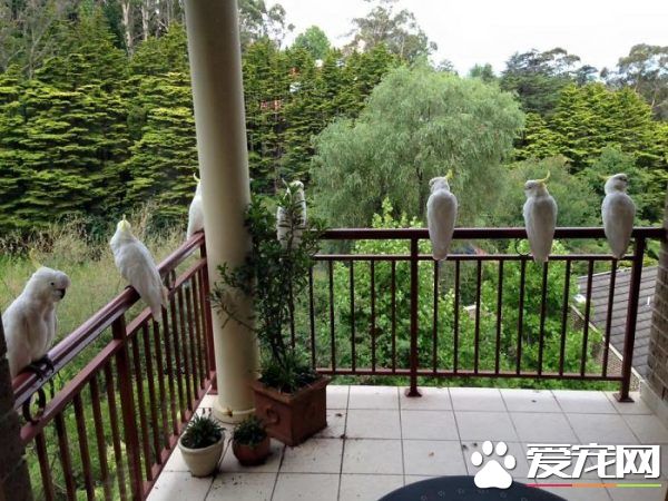 窗外的小訪客有哪些呢？ 一起來看外國友人的鳥朋友