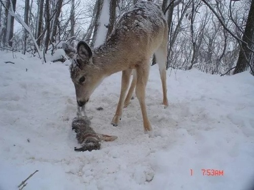 在你眼里素食動物是什么樣子的 素食動物也吃肉 你敢想象嗎？