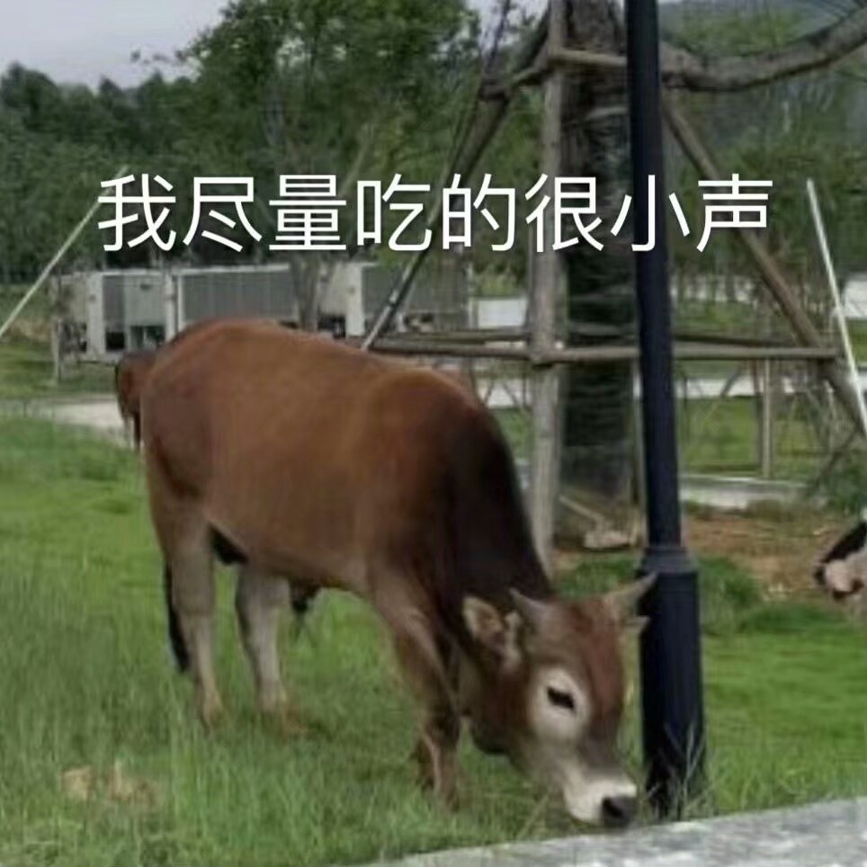 各大名校的“校寵”們 馬上高考的你們有沒有你心儀的學校類