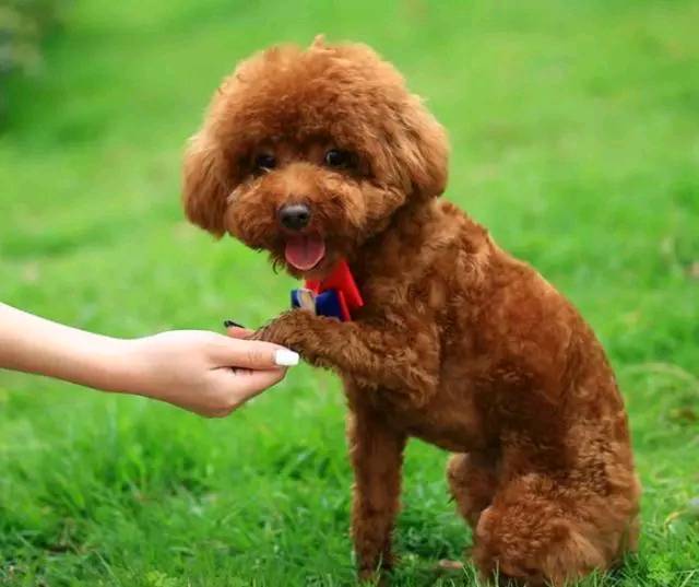 狗狗是從什么時候開始認識主人的呢？認識主人之后會有什么不同？