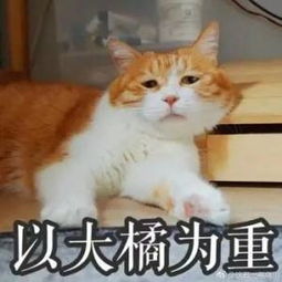 中國橘貓被誤關集裝箱運到米蘭 帶你去一場說走就走的旅行