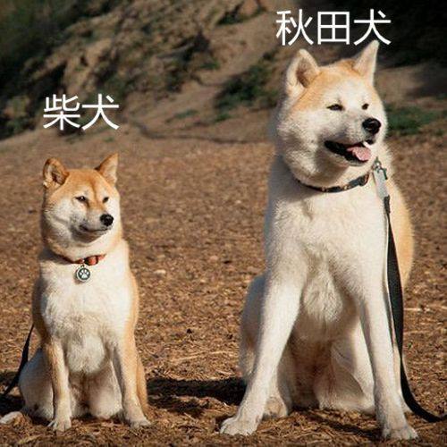 日本秋田犬面臨滅絕 只因不如小型狗可愛和飼養不便