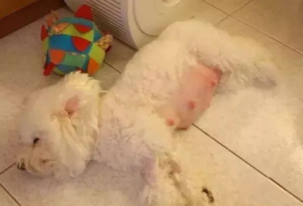狗狗臨產前的這種反映，鏟屎官們一定要警醒了！