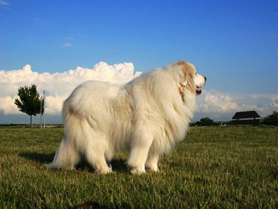 如何訓練大白熊犬適應噪音 你知道嗎