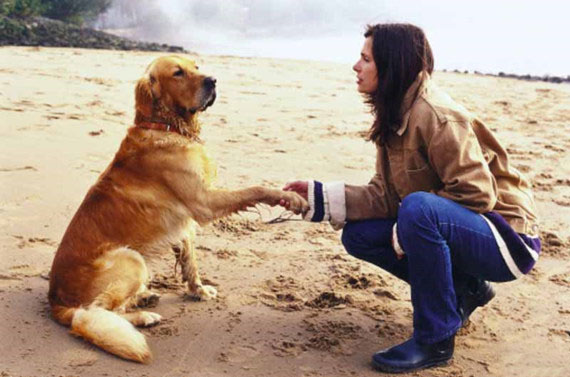 訓練金毛犬握手的方法有哪幾種