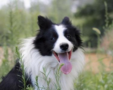 邊境牧羊犬的訓練方法-  邊境牧羊犬訓練