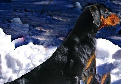 黑褐獵浣熊犬的訓練方法-  黑褐獵浣熊犬的喂食要點