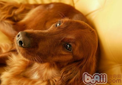 你知道你家比熊犬喜歡舔人臉的原因嗎