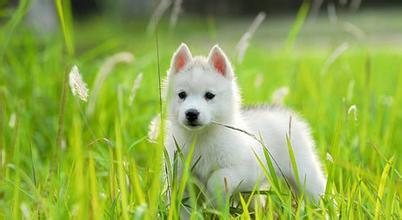 幼犬寵物狗的基本調教方法,博美的犬叫