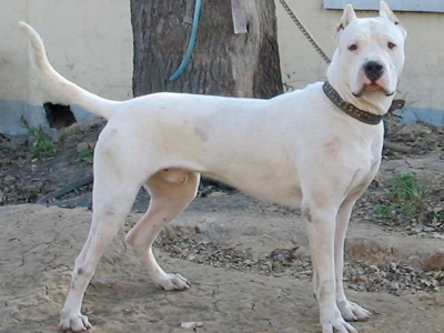 杜高犬的訓練方法-  如何糾正杜高犬的領地性攻擊行為