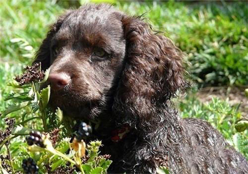 獵犬的訓練方法-  美國水獵犬的飼養要點