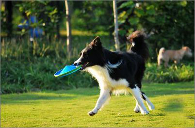導盲犬訓練的三個階段,順義導盲犬免費贈與盲人