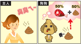 狗狗吃大便怎么辦,訓練狗狗室內如廁的方法