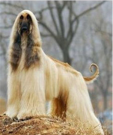 全國各地阿富汗犬多少錢好不好養