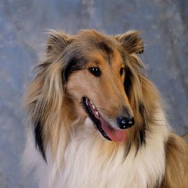 怎樣訓練蘇格蘭牧羊犬握手的好辦法