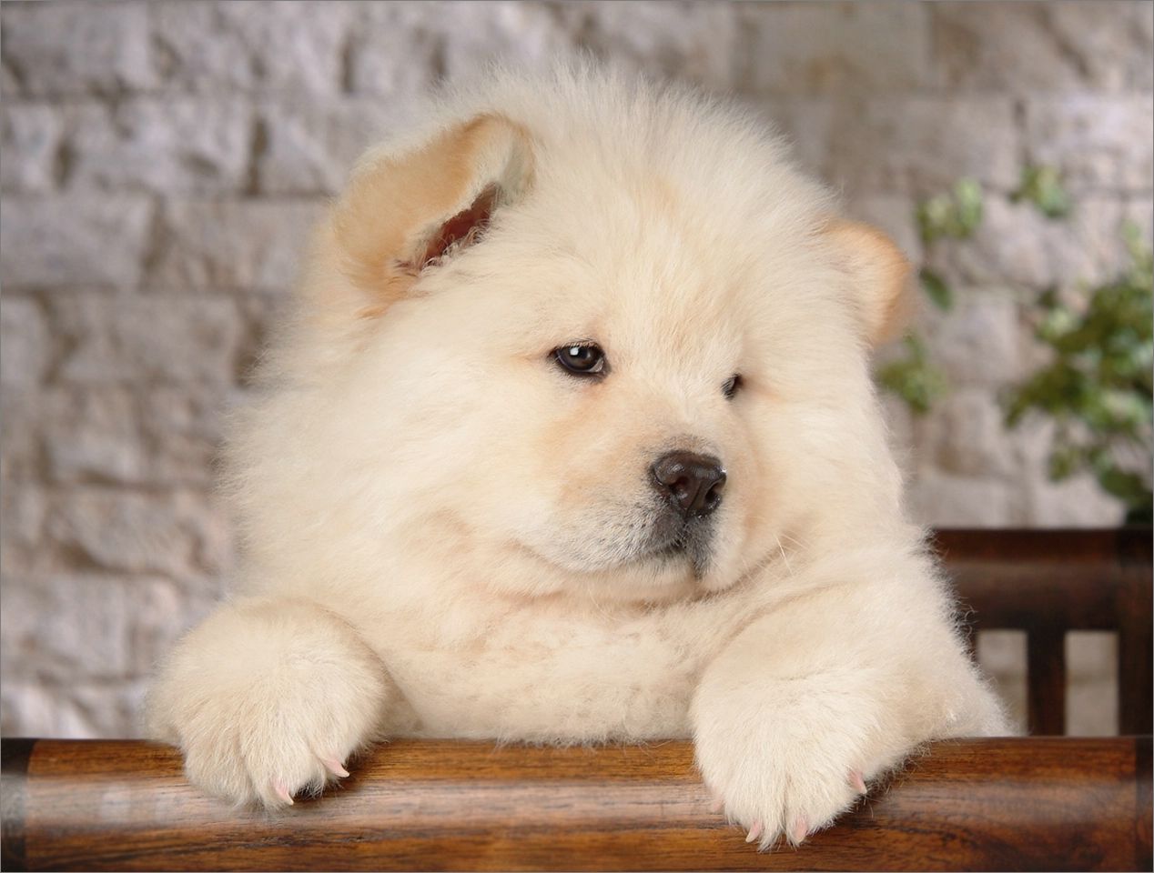 松獅犬最佳訓練時期,松獅犬的最佳訓練時期