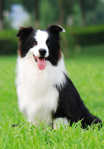 邊境牧羊犬護毛,關于邊境牧羊犬飼養小技巧